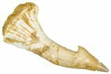 Fossil Sawfish (Onchopristis) Rostral Barb - Morocco #351664-1